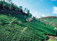 Vythiri - Hill Station in Kerala