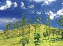 Wayanad