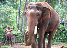 Southern Kerala Splendor