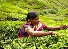 Spice Plantations in Munnar