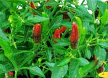 Spice Plantation in Thekkady