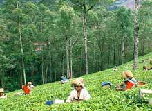 Spice Plantation in Wayanad