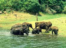 Tourist Attractions in Periyar