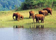 Aralam Wildlife Sanctuary Kerala