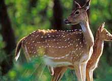 Chinnar Wildlife Sanctuary Kerala