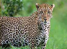 Eravikulam National Park