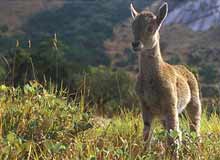 Idukki Wildlife Sanctuary Kerala