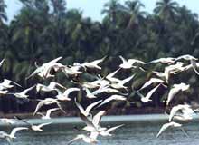 Kadalundi Bird Sanctuary