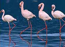 Kumarakom Bird Sanctuary