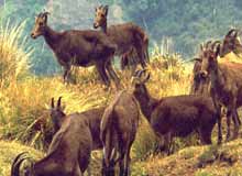 Neyyar Wildlife Sanctuary Kerala