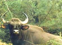 Parambikulam Wildlife Sanctuary Kerala