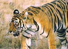 Rajamala Wildlife Sanctuary Kerala