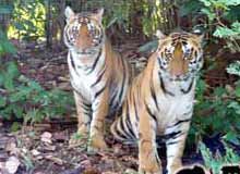 Shendurni Wildlife Sanctuary, Kerala