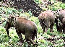 Silent Valley National Park