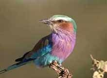 Thattekad Bird Sanctuary