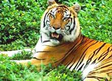 Wayanad Wildlife Sanctuary