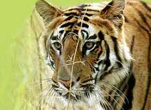 Wild Life Tour Packages in Kerala