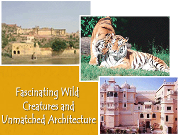  Royal Tiger With Taj Tour
