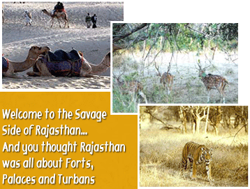 Wildlife in Rajasthan, Wildlife Reserves In Rajasthan