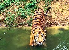 Kanha Tour Packages