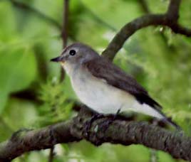 Birds in Manas National Park