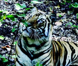 Manas National Park, Manas Tiger Reserve India