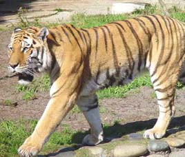 Manas National Park
