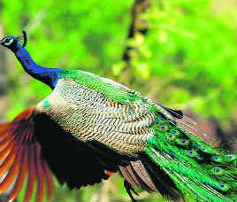 Wildlife in Manas National Park