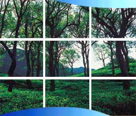 Tourism in Munnar, Tourist Places in Munnar, Munnar Tourism, Tourist Destinations in Munnar, Tours to Munnar