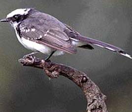Birds in Nagarhole National Park