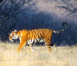 Conservation History of Nagarhole National Park
