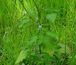Flora in Nagarhole National Park