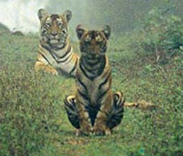 Nagarhole Happenings