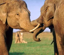 Wildlife in Nagarhole
