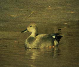 Birds in Nagarjunsagar Wildlife Sanctuary