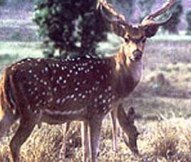 Conservation History of Nagarjunsagar Wildlife Sanctuary