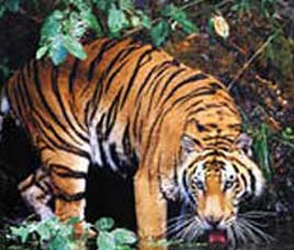 Fauna in Nagarjunsagar