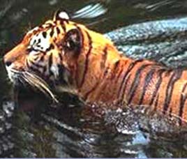Wildlife in Nagarjunsagar