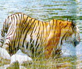 Happenings in Nagarjunsagar Wildlife Sanctuary