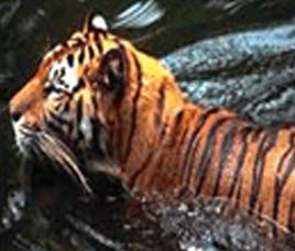 Nagarjunsagar Wildlife Sanctuary Andhra Pradesh 