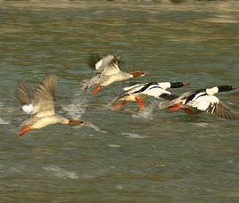 Birds in Namdhapa