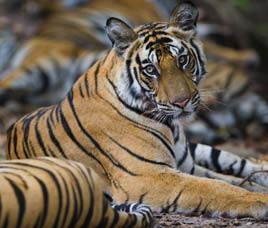 Conservation History of Namdhapa National Park