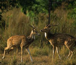 Fauna in Namdhapa