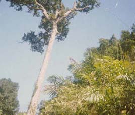 Flora in Namdhapa