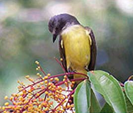 Birds in Nanda Devi National Park