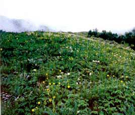 Climate in Nanda Devi