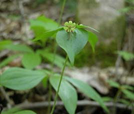 Flora of Nanda Devi National Park
