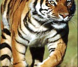 Happenings in Nanda Devi National Park