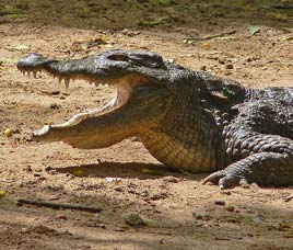 Balpakram National Park, Balpakram National Park Meghalaya