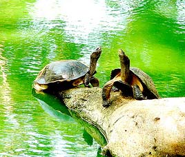 Wandur Wildlife Sanctuary, Wandur National Park Andaman and Nicobar Islands